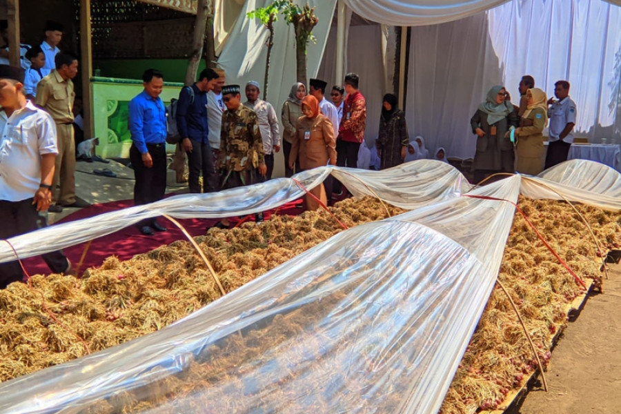 bawang merah probolinggo