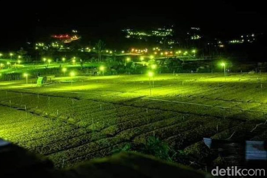 bawang merah probolinggo