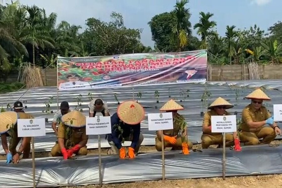 bawang merah probolinggo