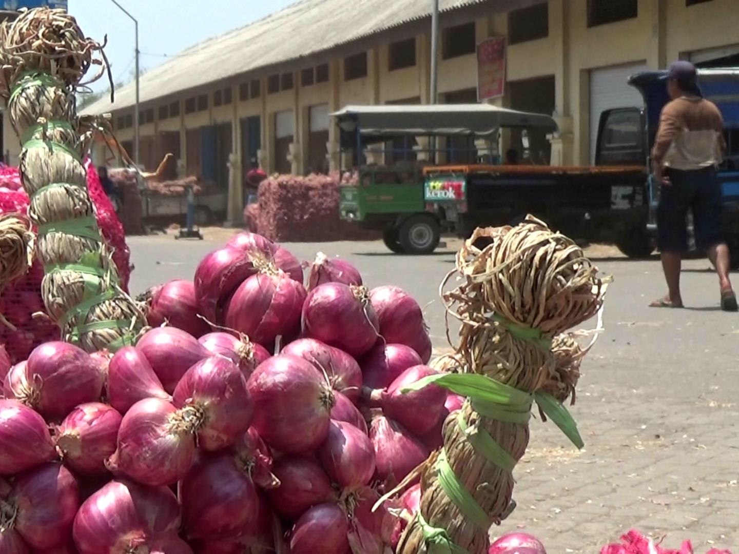 bawang merah probolinggo
