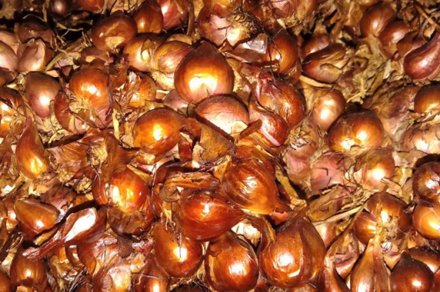 bawang merah probolinggo