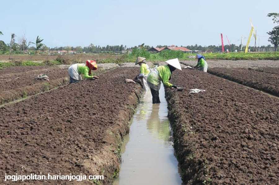 bawang merah probolinggo