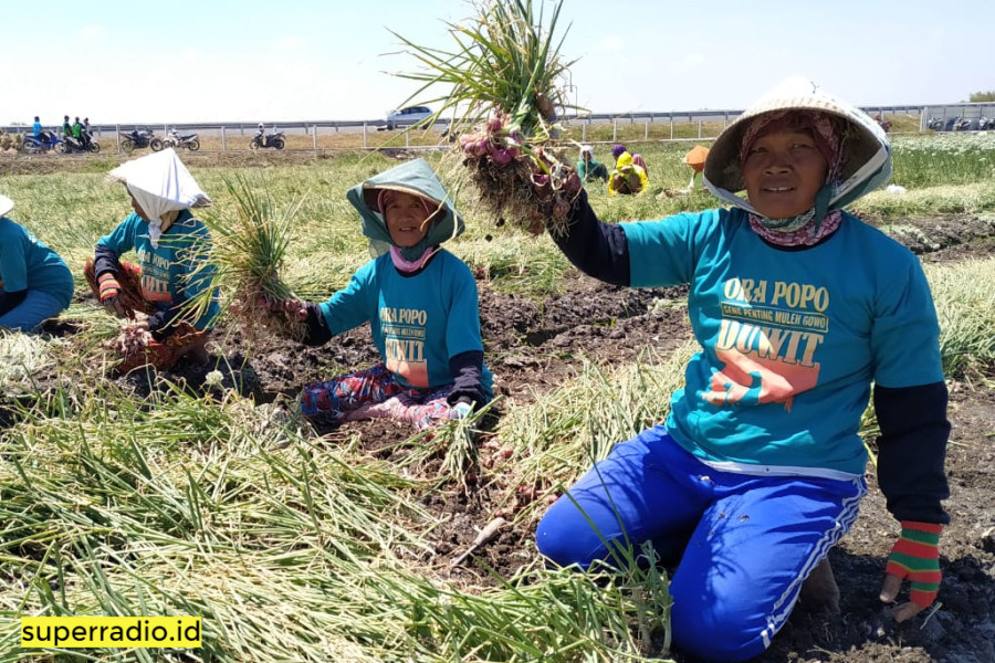 bawang merah probolinggo