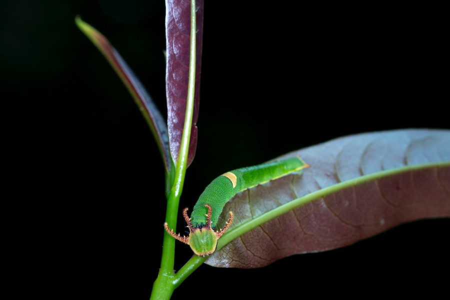 bawang merah probolinggo