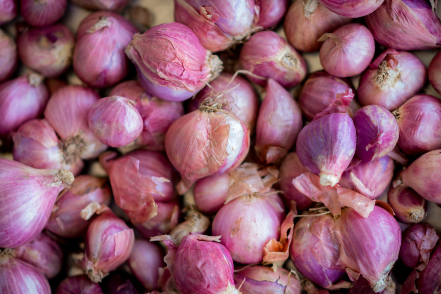 bawang merah probolinggo