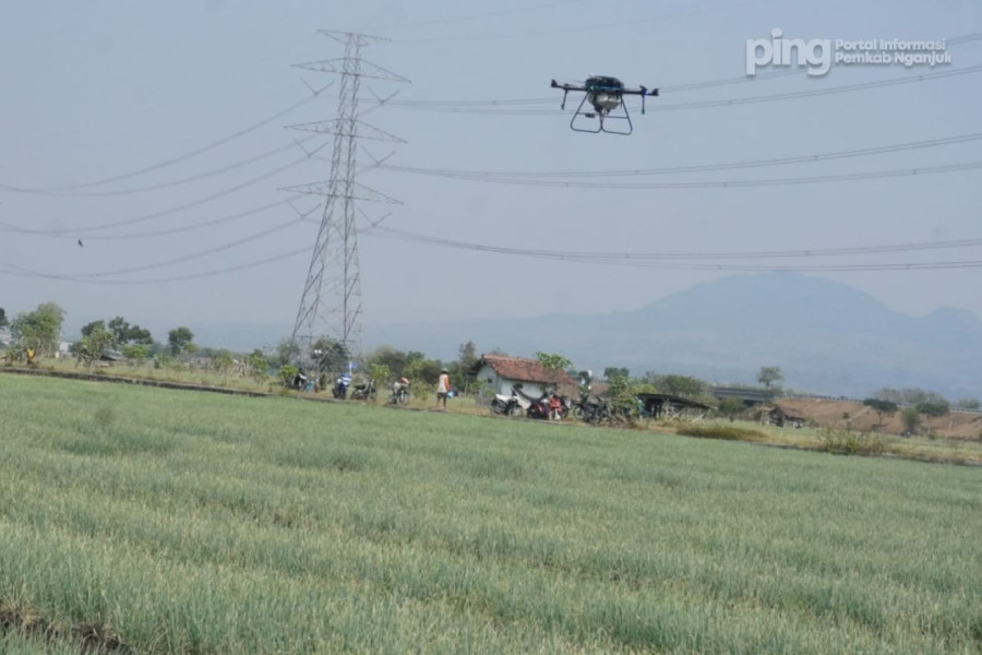 bawang merah probolinggo