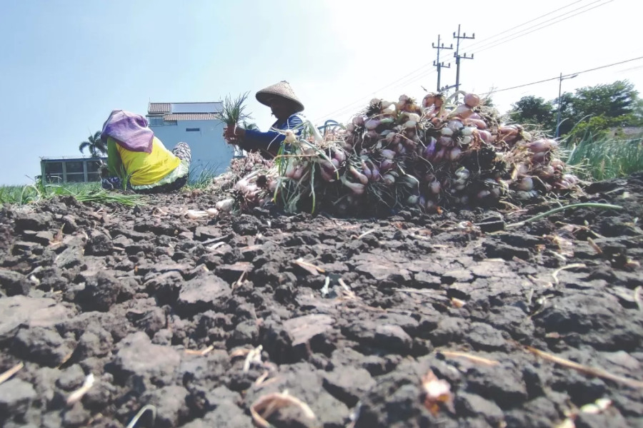 bawang merah probolinggo