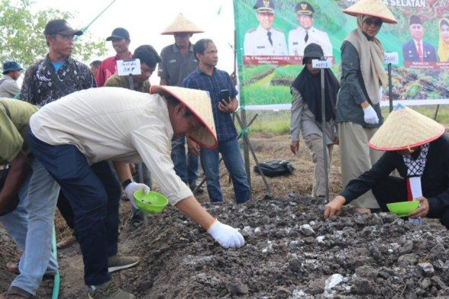 bawang merah probolinggo
